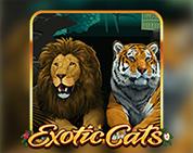 Exotic Cats Exotic Cats